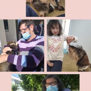 Terapia com animais