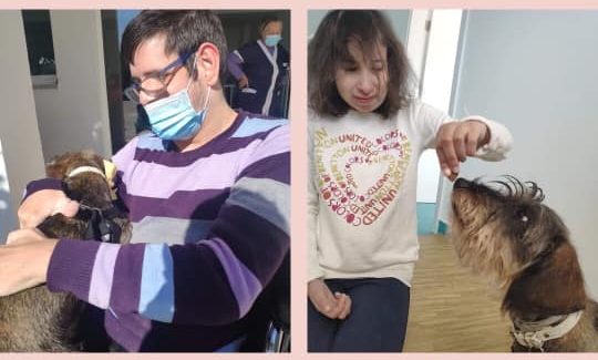 Terapia com animais Terapia com animais